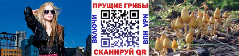 Галлюциногенные грибы Psilocybe  как найти закладки  блэк спрут ссылки  Ува 